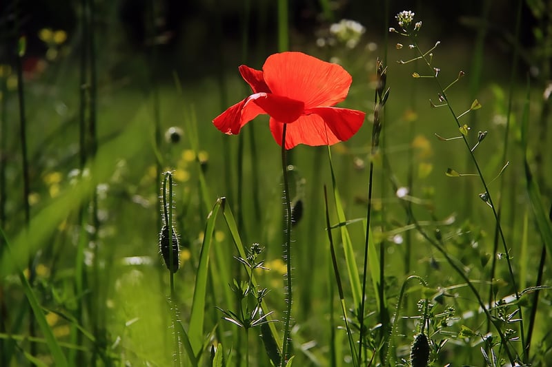 Summer Garden