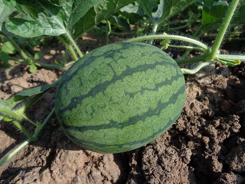 Urban Farming