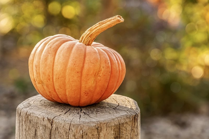 Fall Gardening